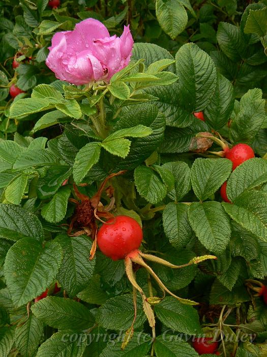 Rose, Sissinghurst Castle gardens P1120882.JPG